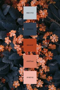 the color scheme for an orange and black plant