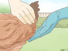 a chicken is being petted by someone's hand