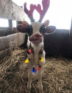 a baby cow wearing reindeer antlers in the hay with a red circle around it's neck