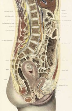 an illustration of the anatomy of the human body, including the stomach and its major organs