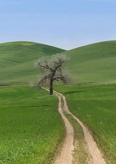 a lone tree in the middle of a green field with a dirt road leading to it