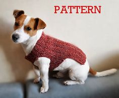 a dog wearing a sweater sitting on top of a couch