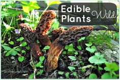 an edible plant that is growing out of the ground in some grass and plants with text overlay reading edible plants wild