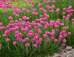 some pink flowers are growing in the grass