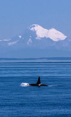 an orca swims in the ocean with snow capped mountains in the background