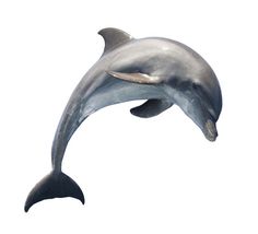 a dolphin jumping in the air with it's mouth open