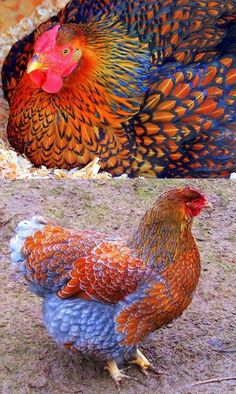 an image of two colorful roosters on facebook