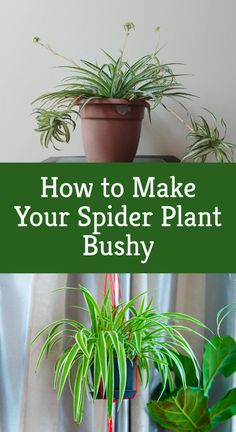 some plants that are on top of a shelf with the words how to make your spider plant bushy