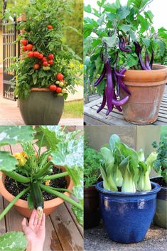 there are many different types of plants in pots