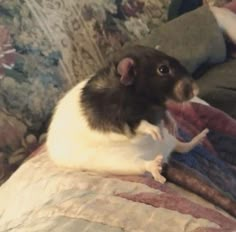 a black and white rat sitting on top of a couch