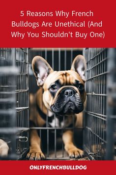 French Bulldog with a sad expression in a cage; text warns against buying the breed due to ethical concerns. Merle French Bulldog