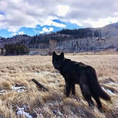 a large black dog standing on top of a dry grass field