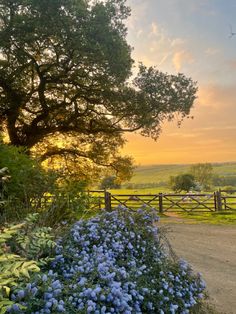 the sun is setting over a field with blue flowers and trees in the foreground