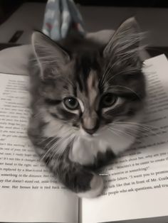 a kitten laying on top of an open book