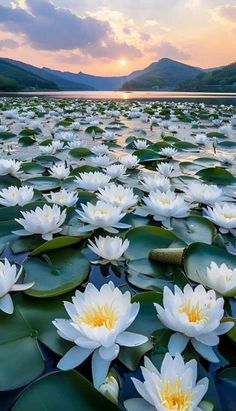 white water lilies floating on top of a body of water with mountains in the background