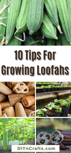 the top ten tips for growing loofans and how to use them in your garden