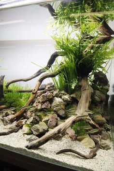 an aquarium filled with plants and rocks