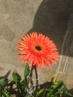 an orange flower is growing in the sun