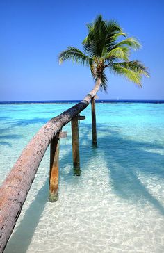 a palm tree leaning on a wooden post in the ocean with clear blue water behind it