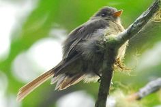 a small bird perched on top of a tree branch