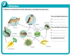 an animal life cycle is shown in spanish