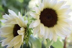 two large sunflowers are in a vase outside