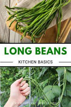 long beans are growing in the garden and being held up by someone's hand