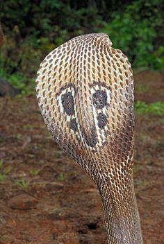 a close up view of the head and neck of an animal with patterns on it