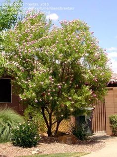 a small tree with pink flowers in front of a brown building and fenced yard