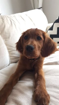 a brown dog laying on top of a white couch