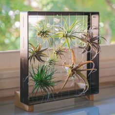 an air plant display on a window sill