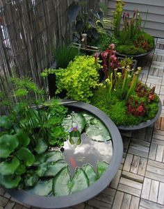 an assortment of plants and water lilies in large planters on a brick patio