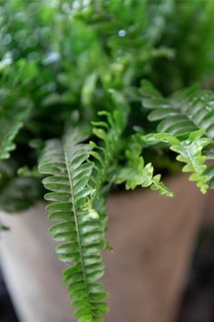 a plant with green leaves in a pot