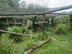 an overgrown garden with lots of trees and plants