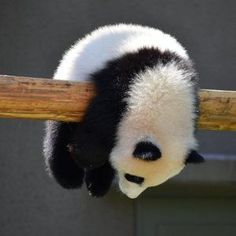 a black and white panda bear hanging upside down on a wooden pole with its head up