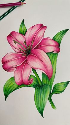 a drawing of a pink flower with green leaves on the side and two colored pencils next to it