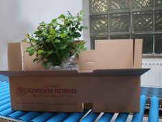 a cardboard box with a plant in it sitting on top of a blue metal table