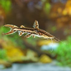 a fish that is floating in the water