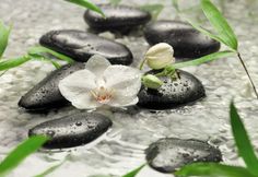 two pictures with flowers and rocks in the water next to each other, one has an orchid on it