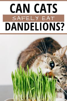 a cat eating grass with the caption can cats safely eat dandelions?