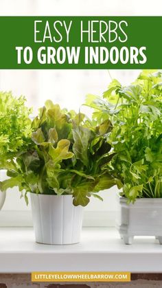 three potted plants on a window sill with text overlay reading easy herbs to grow indoors