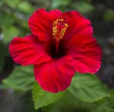 a red flower with green leaves in the background