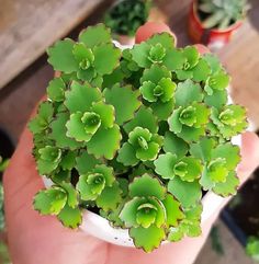 a hand holding a small green plant in it's palm