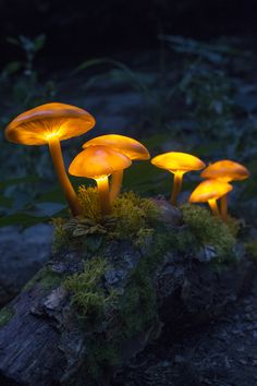 three glowing mushrooms sitting on top of a moss covered rock