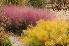 purple and yellow plants in a garden area