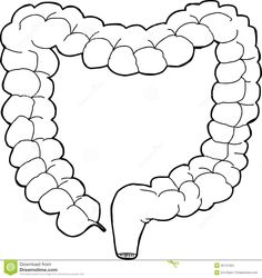 a diagram of the human stomach