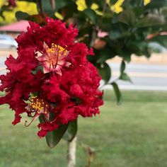 a large red flower in the middle of a grassy area next to a tree with green leaves