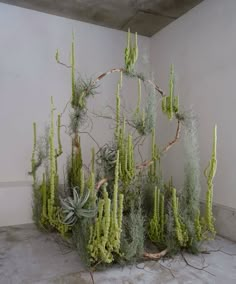 an arrangement of succulents and other plants in a room with concrete flooring