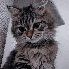 a small kitten sitting on top of a scratching post next to a cat tree and looking at the camera