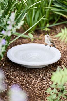 a bird sitting on top of a white frisbee in the grass next to plants